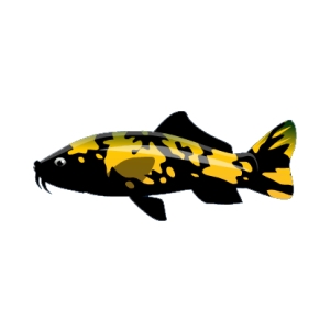 Tainted Gold Koi